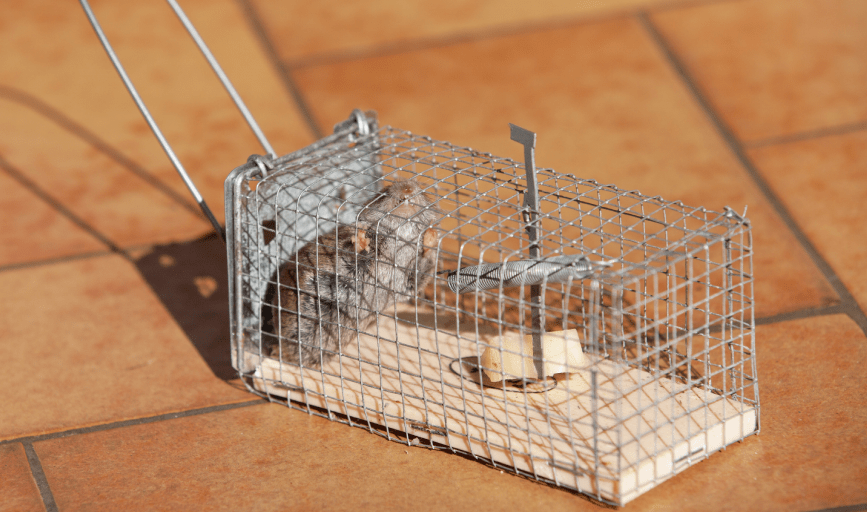 Attic Squirrels